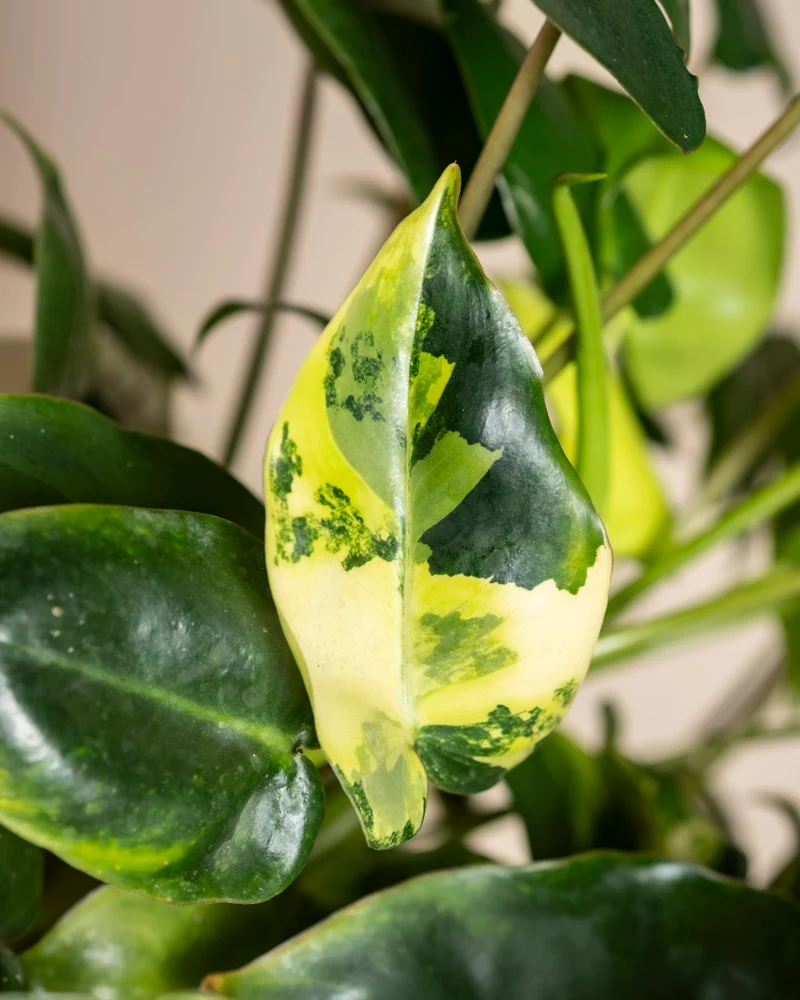 Philodendron 'Burle Marx' variegata • feey