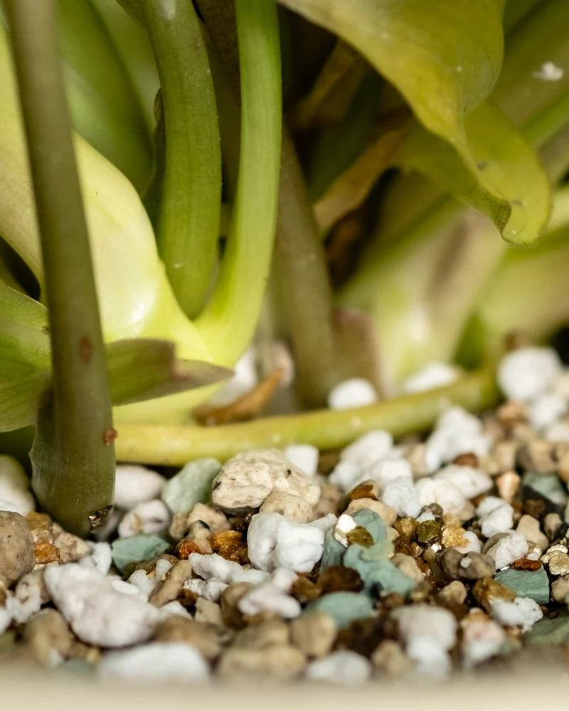 Philodendron 'Burle Marx' variegata • feey
