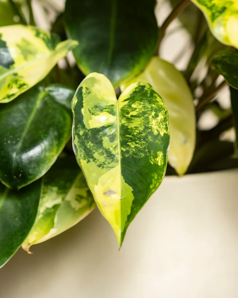 Philodendron 'Burle Marx' variegata • feey