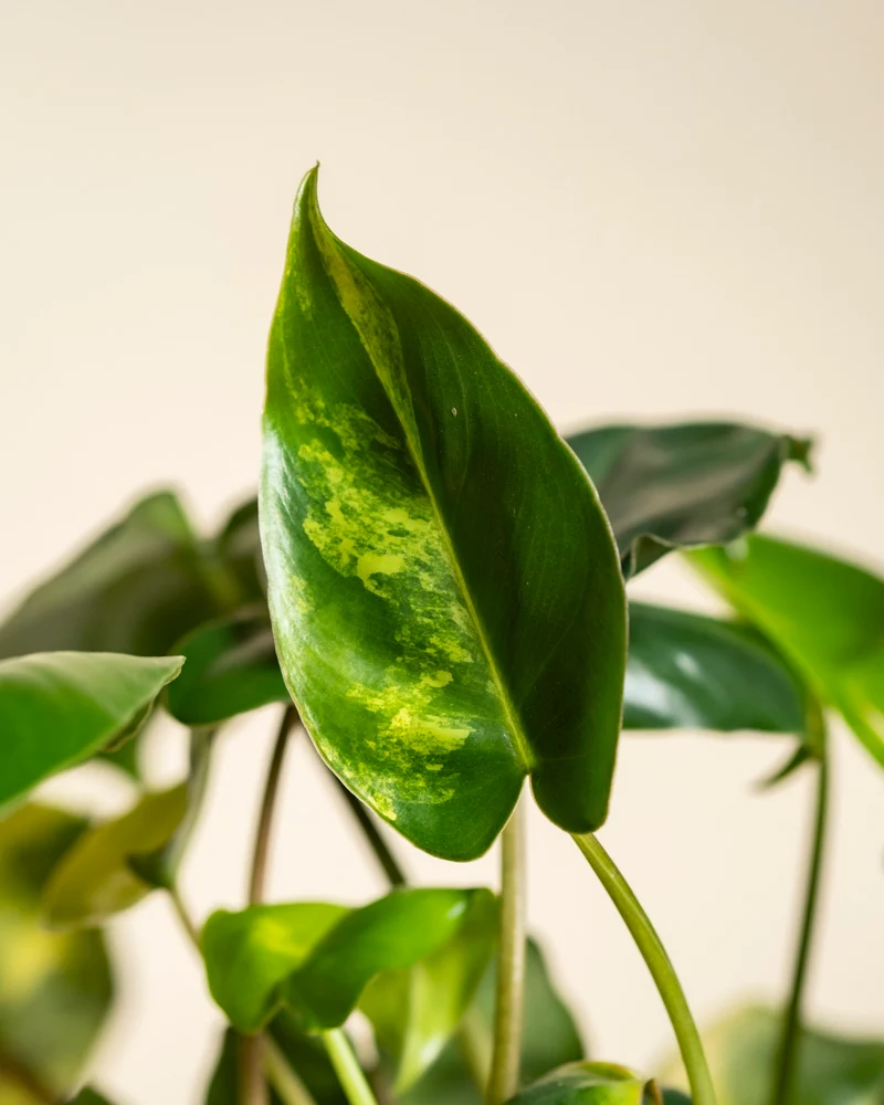 Philodendron 'Burle Marx' variegata • feey