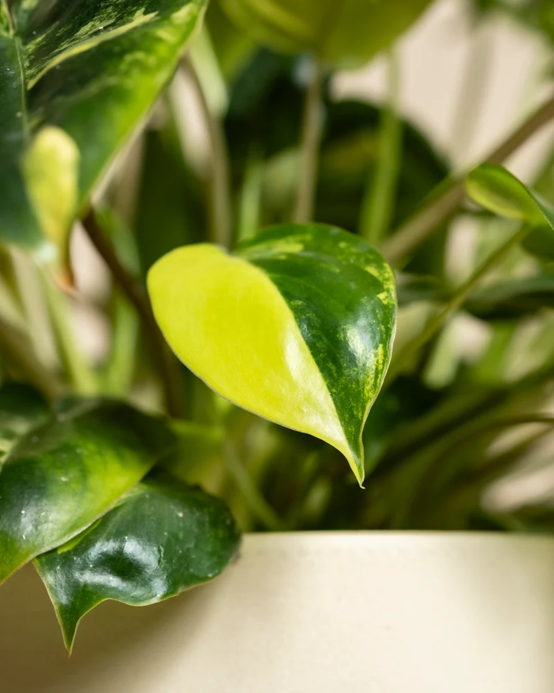 Philodendron 'Burle Marx' variegata • feey