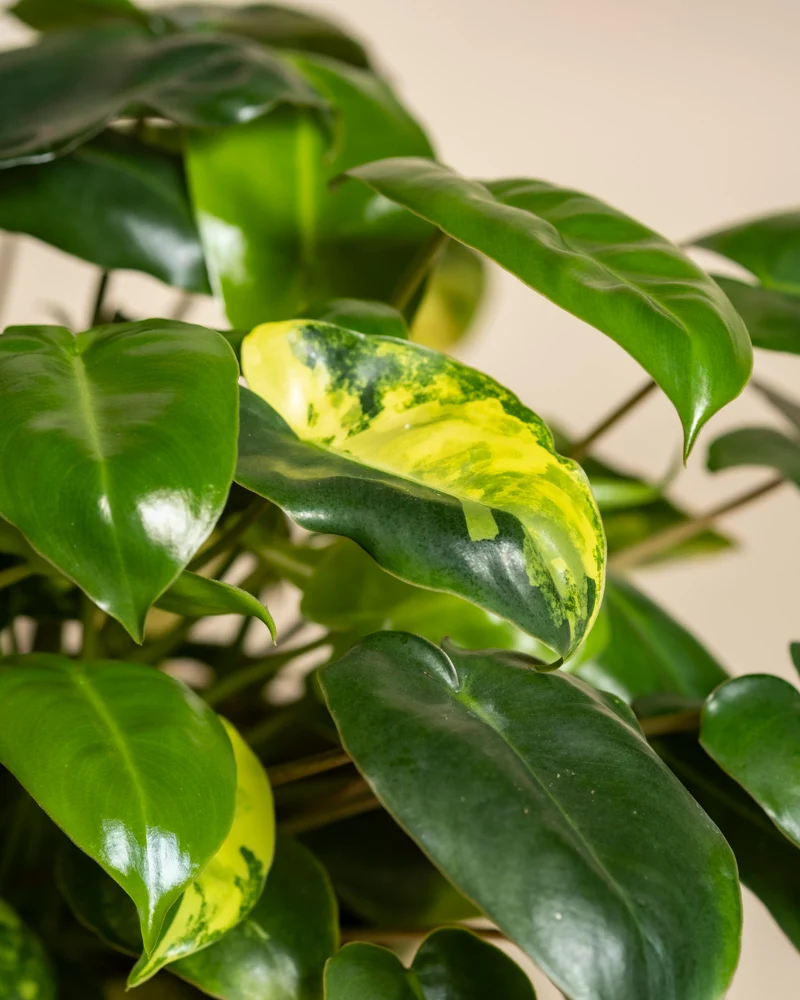 Philodendron 'Burle Marx' variegata • feey