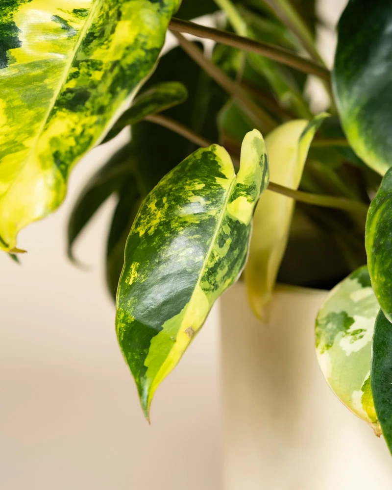 Philodendron 'Burle Marx' variegata • feey
