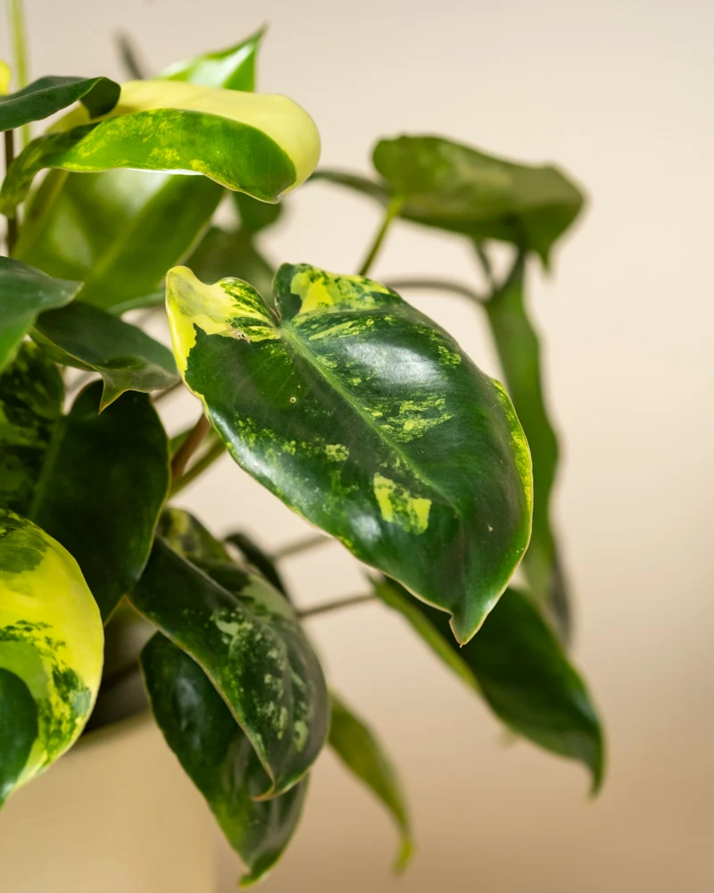 Philodendron 'Burle Marx' variegata • feey