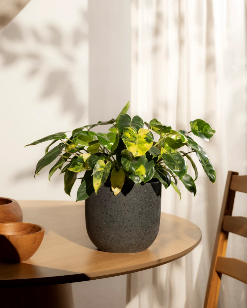 Philodendron 'Burle Marx' variegata • feey