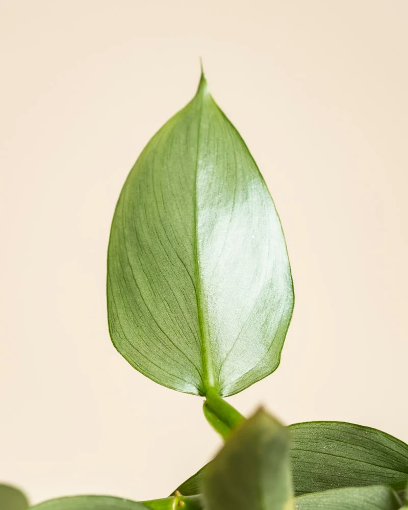 Philodendron hastatum • feey
