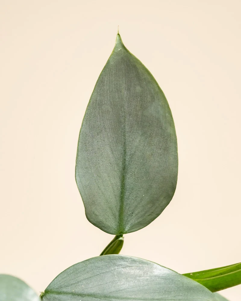Philodendron hastatum • feey