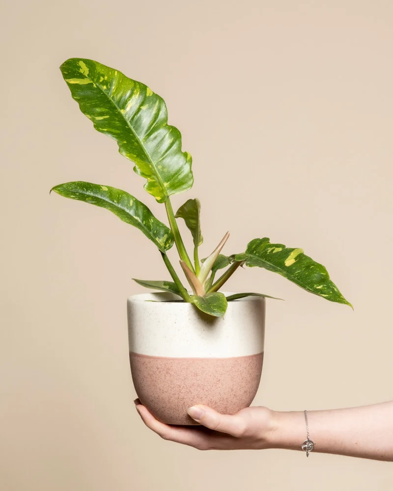 Philodendron 'Ring of Fire' • feey