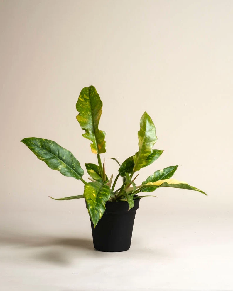 Philodendron 'Ring of Fire' • feey