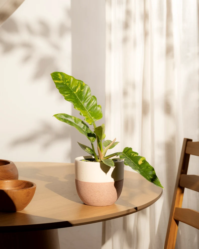 Philodendron 'Ring of Fire' • feey