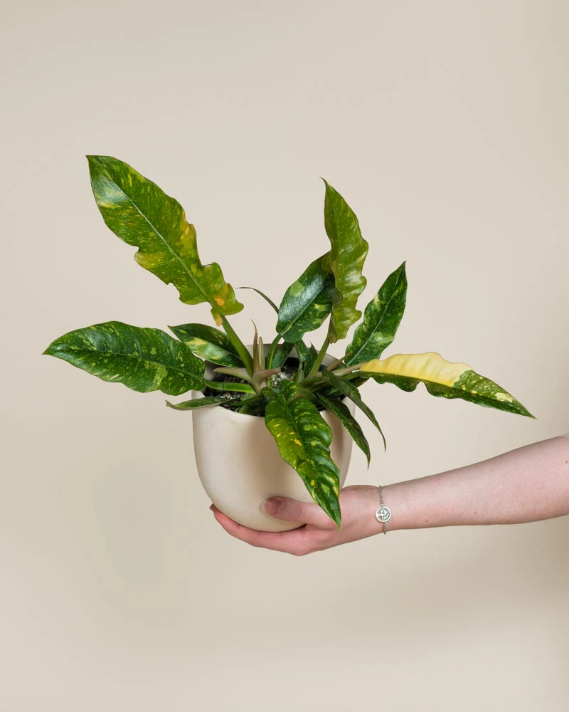 Philodendron 'Ring of Fire' • feey