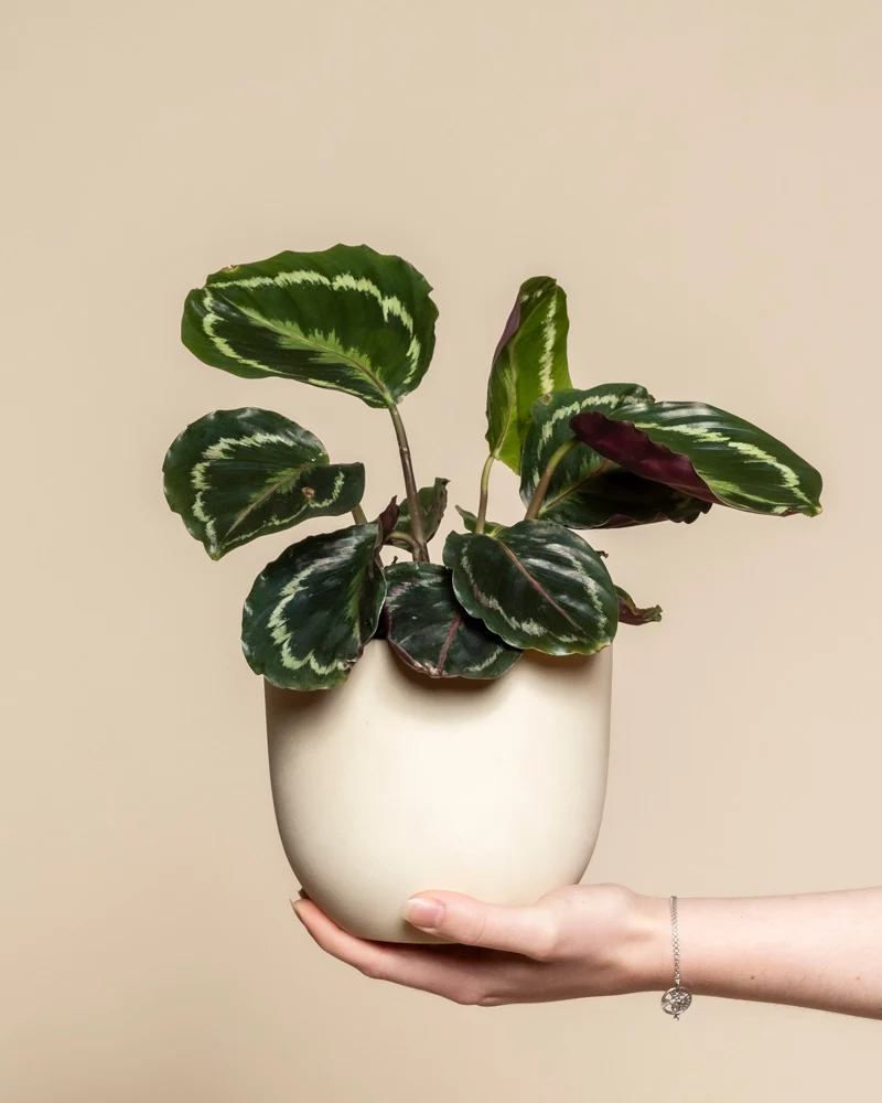 Kleine Calathea Roseopicta • feey