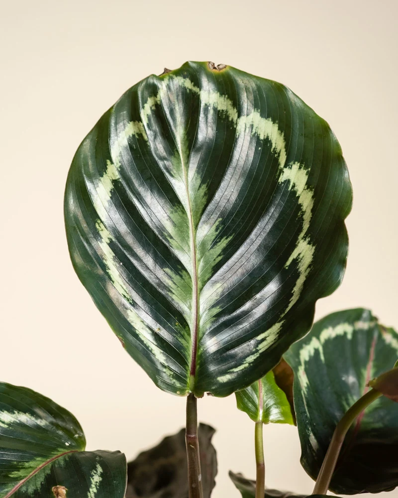 Kleine Calathea Roseopicta • feey