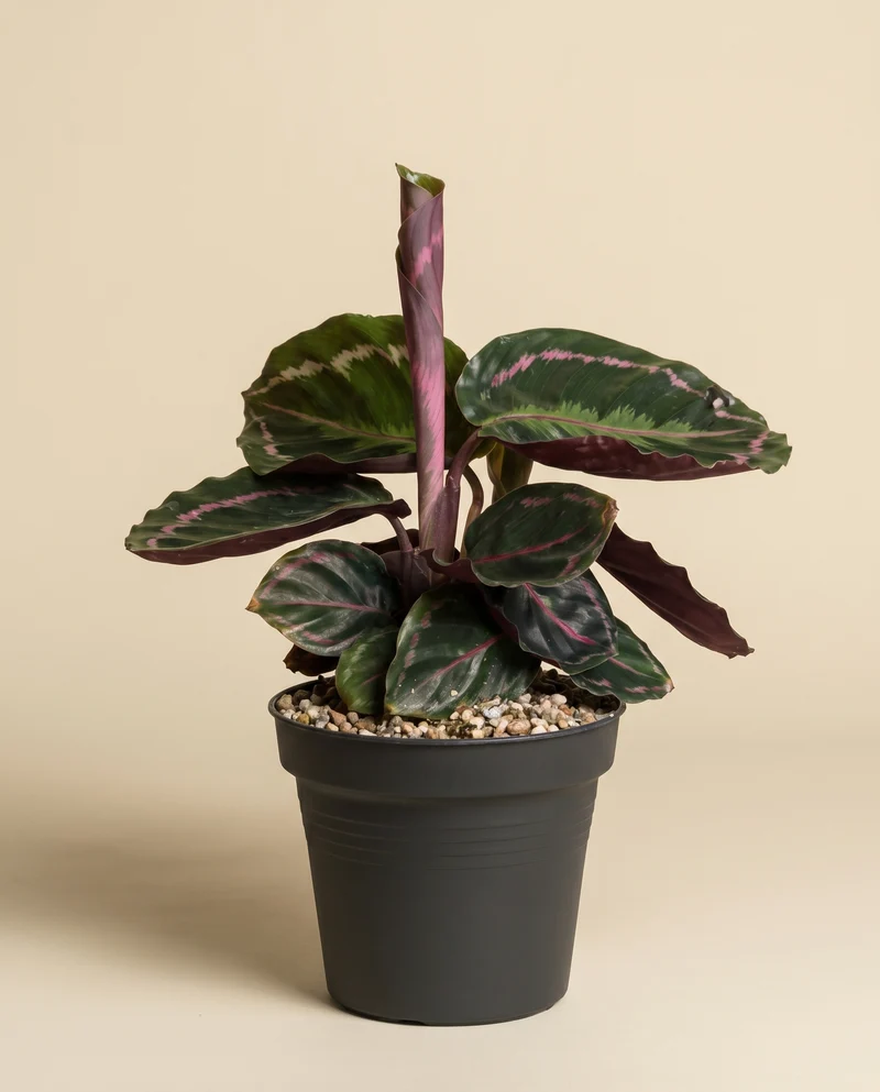 Kleine Calathea Roseopicta • feey