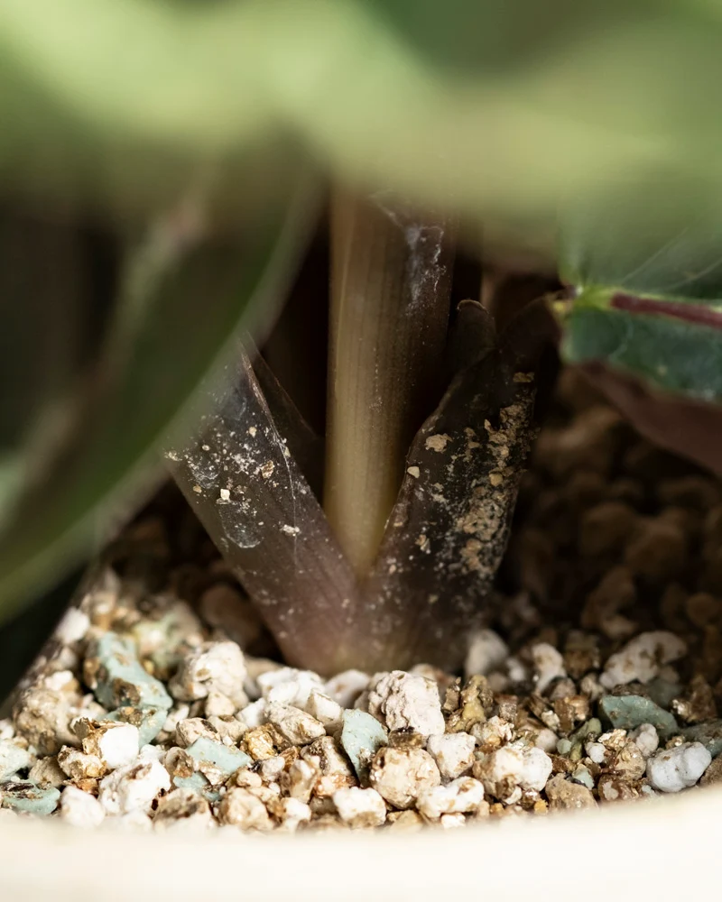 Kleine Calathea Roseopicta • feey