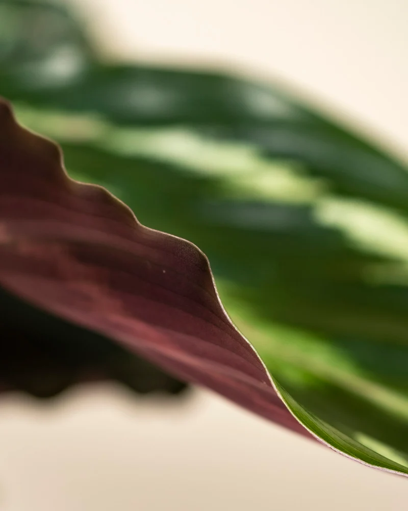 Kleine Calathea Roseopicta • feey