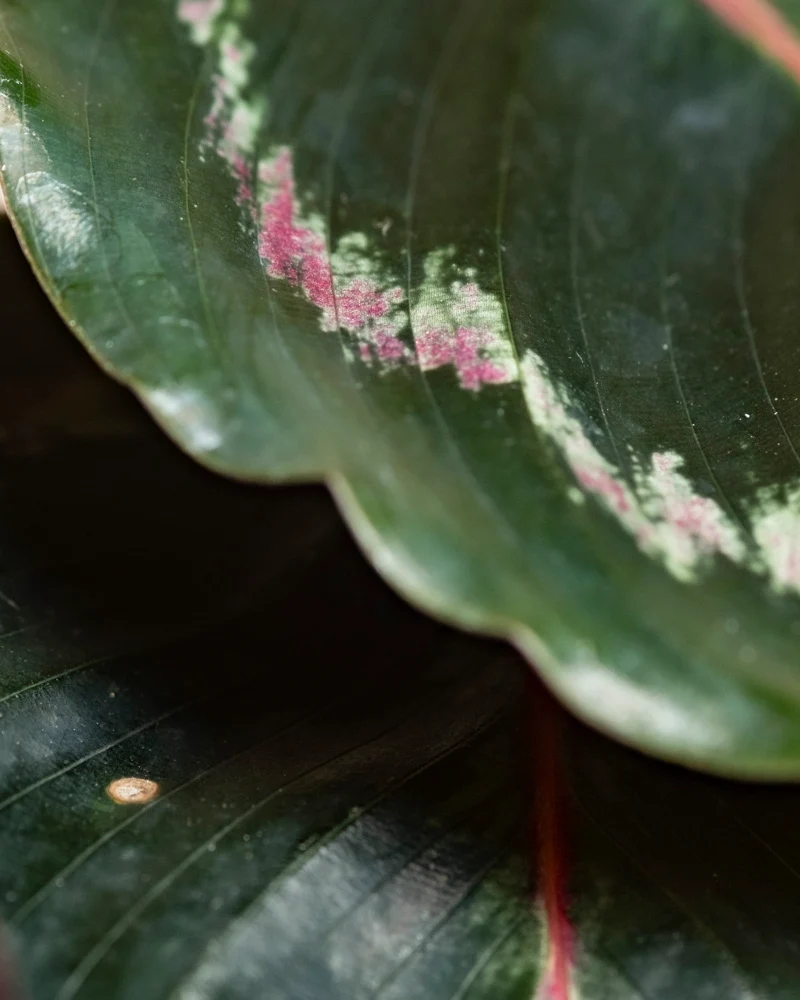 Kleine Calathea Roseopicta • feey