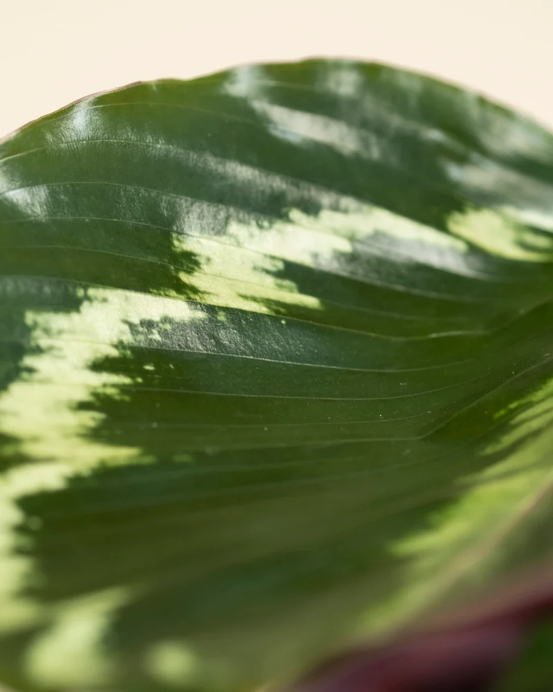 Kleine Calathea Roseopicta • feey
