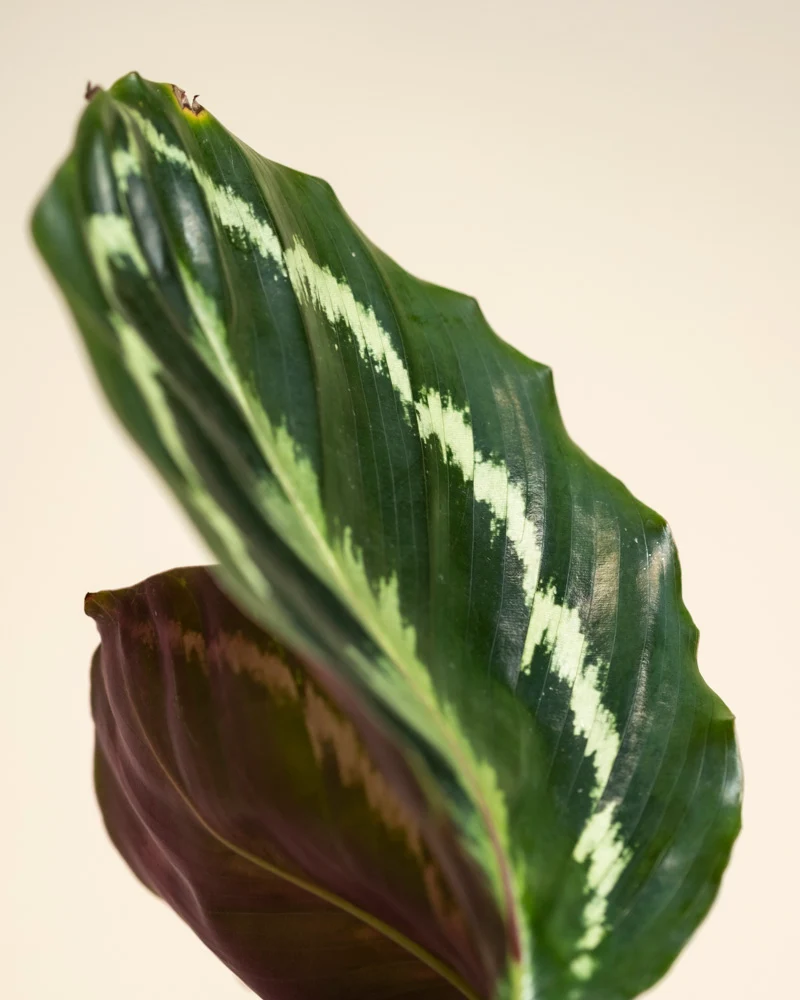 Kleine Calathea Roseopicta • feey