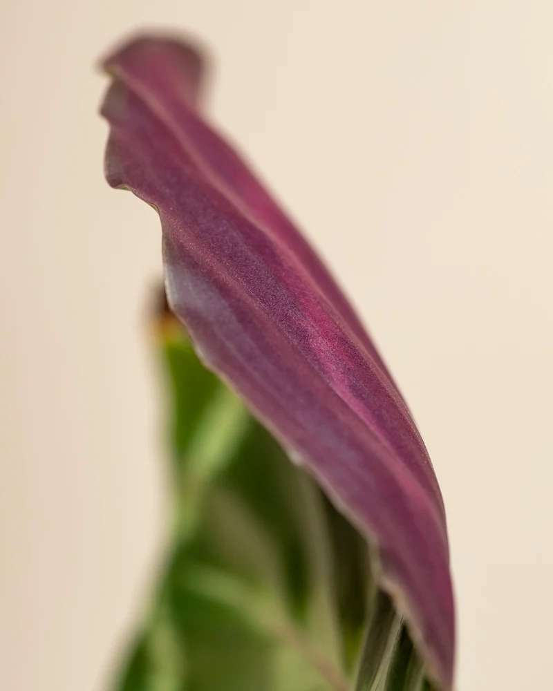 Kleine Calathea Roseopicta • feey