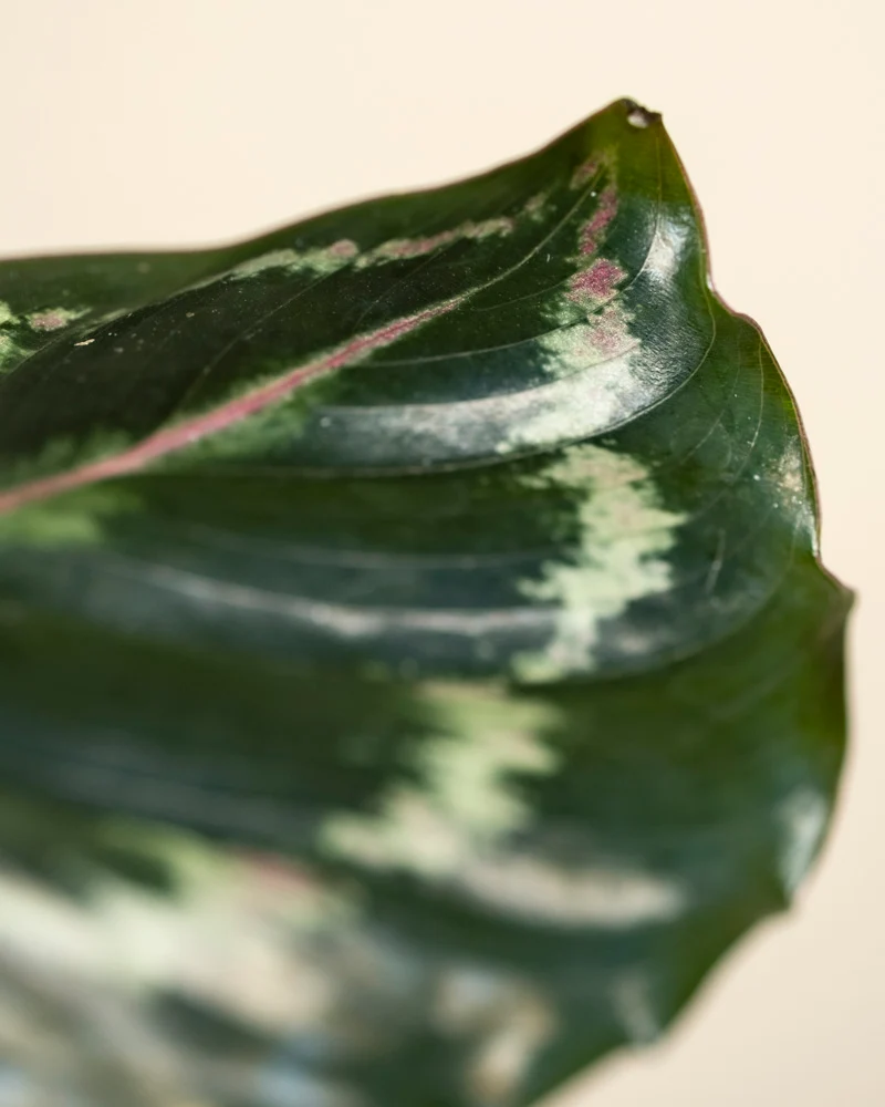 Kleine Calathea Roseopicta • feey