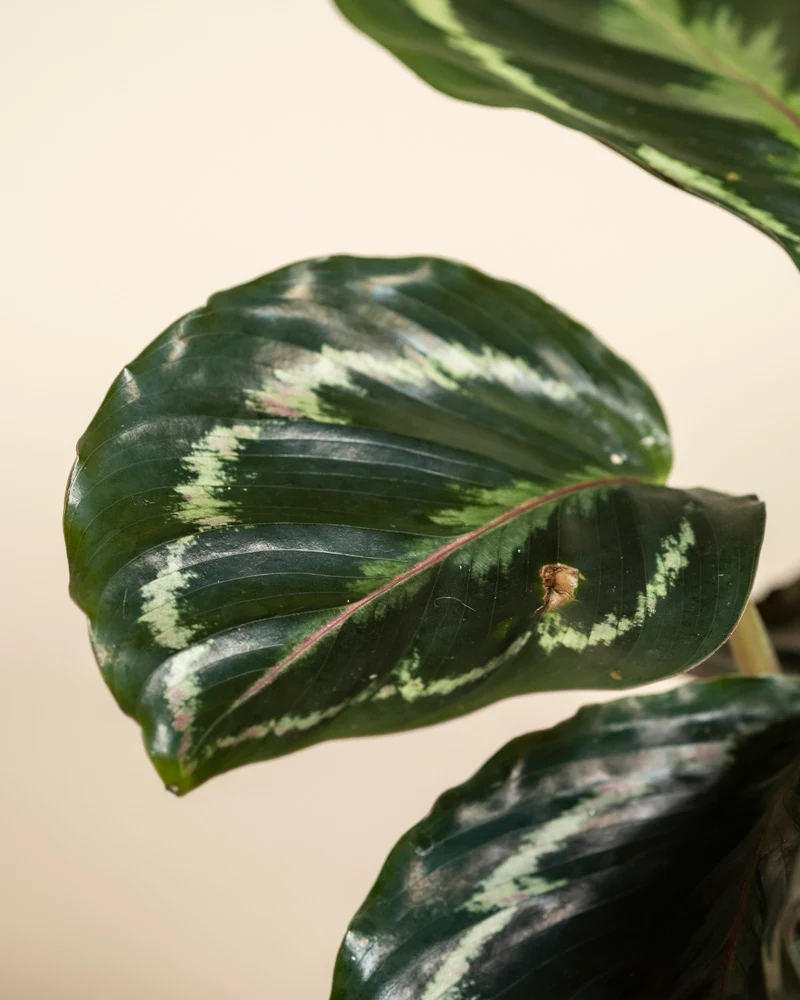 Kleine Calathea Roseopicta • feey