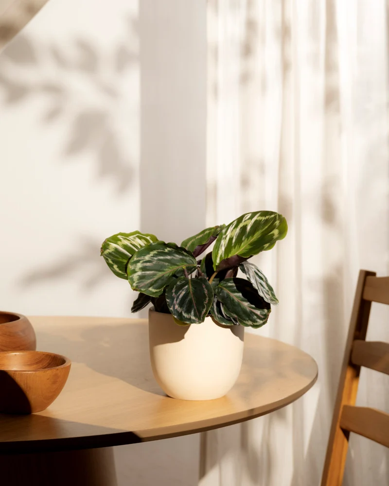 Kleine Calathea Roseopicta • feey