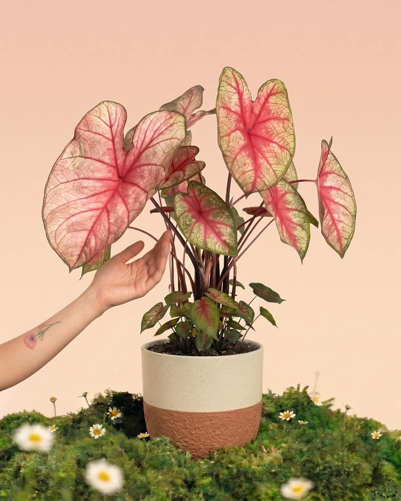 Caladium 'Party Punch'