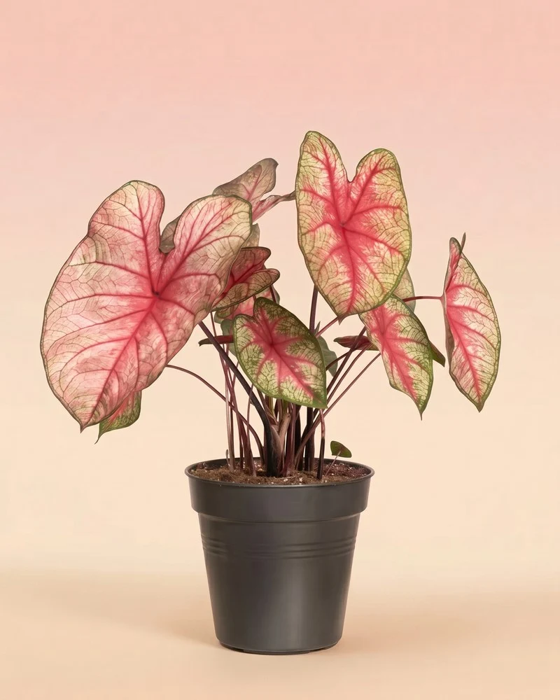 Caladium 'Party Punch'