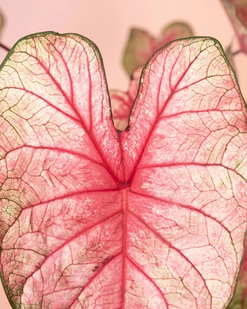 Caladium 'Party Punch'