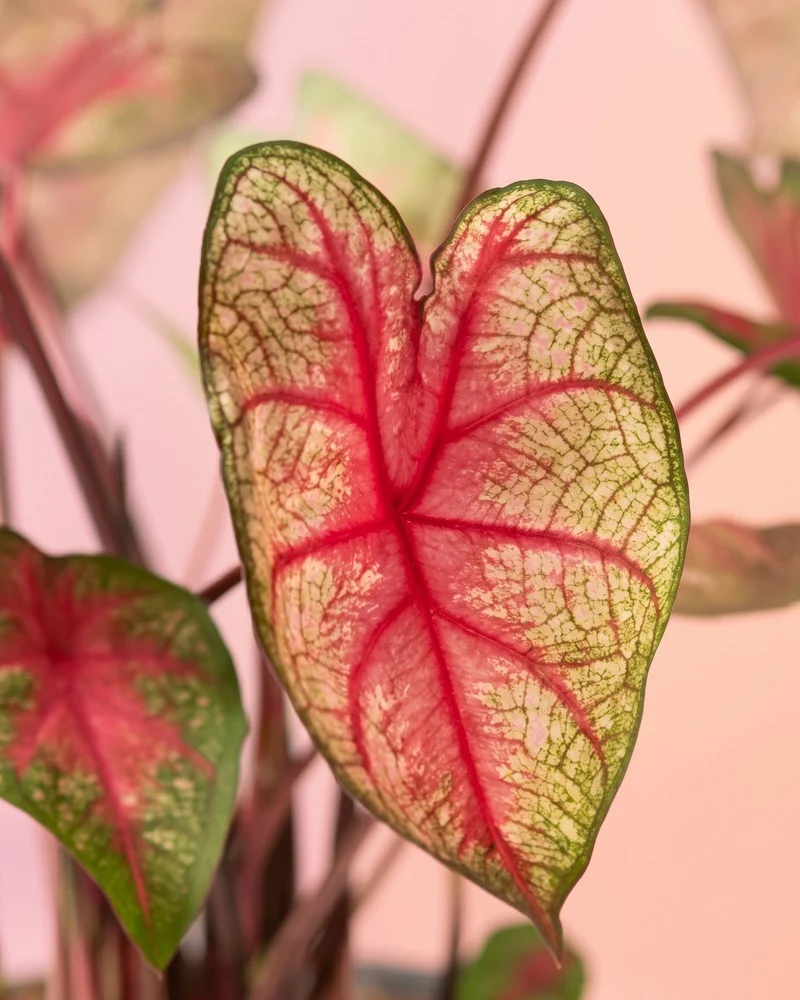 Caladium 'Party Punch'