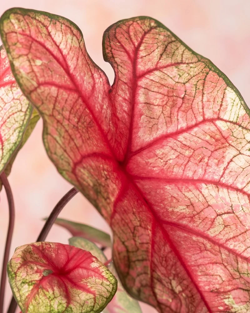 Caladium 'Party Punch'