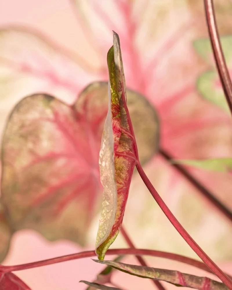Caladium 'Party Punch'
