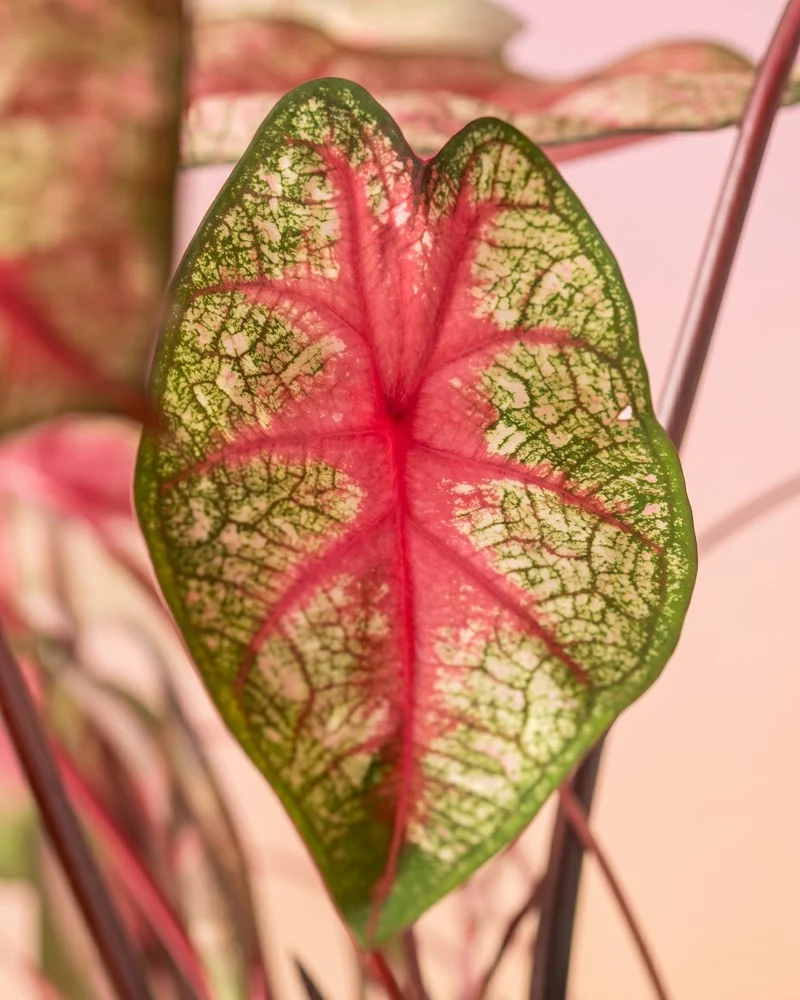 Caladium 'Party Punch'