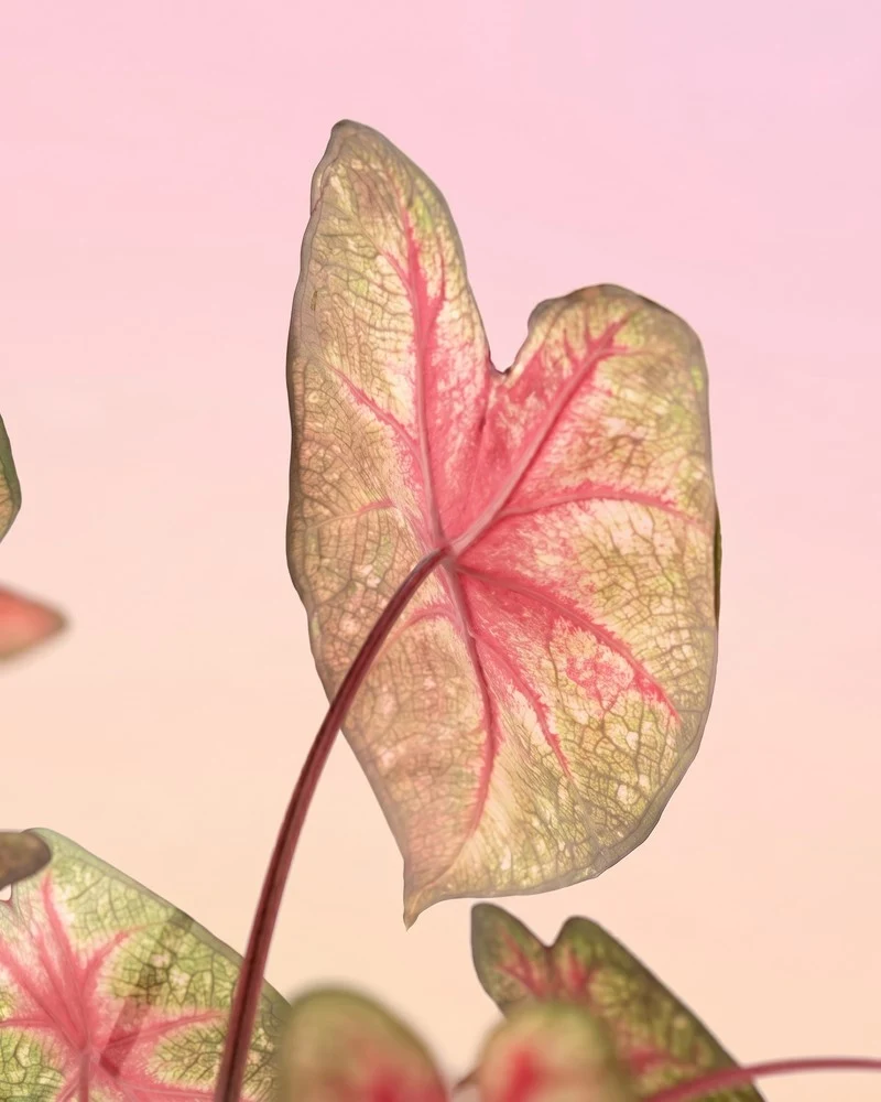 Caladium 'Party Punch'