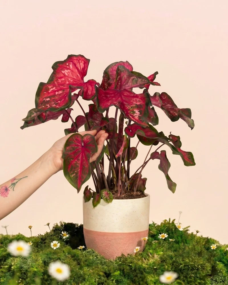 Caladium 'Pink Panther'