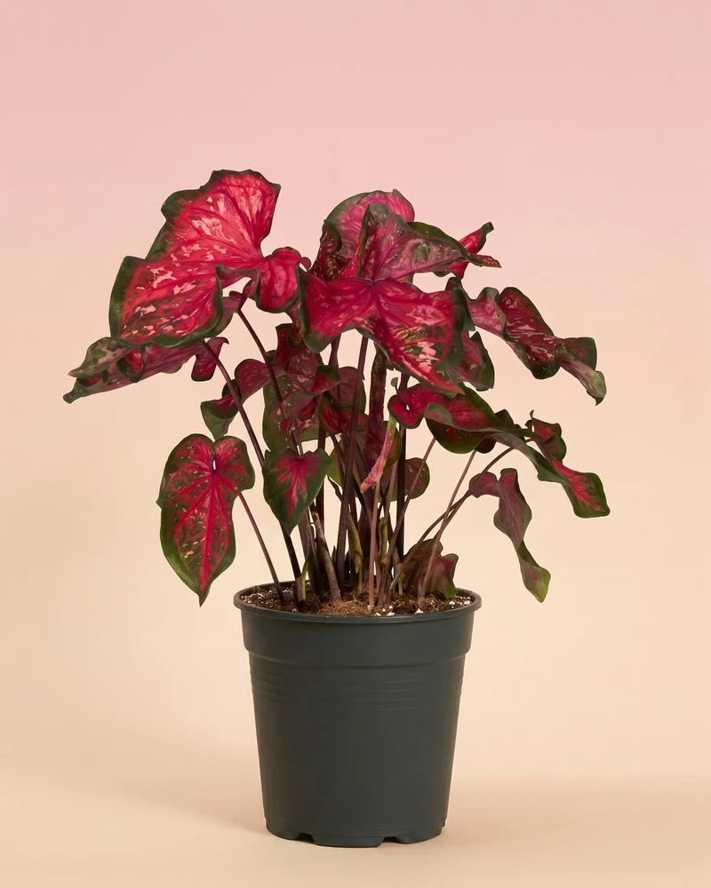 Caladium 'Pink Panther'