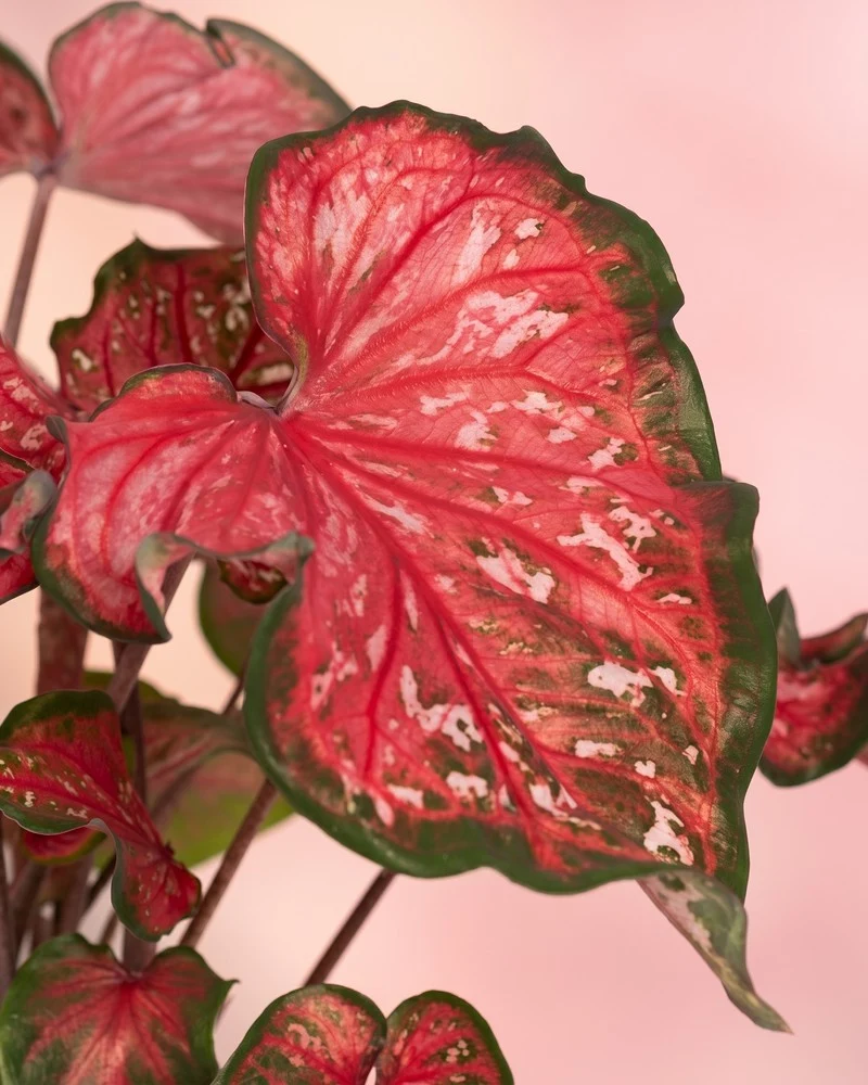 Caladium 'Pink Panther'