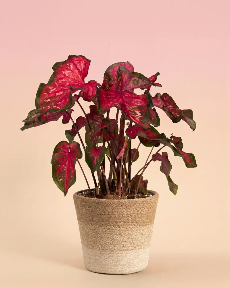 Caladium 'Pink Panther'