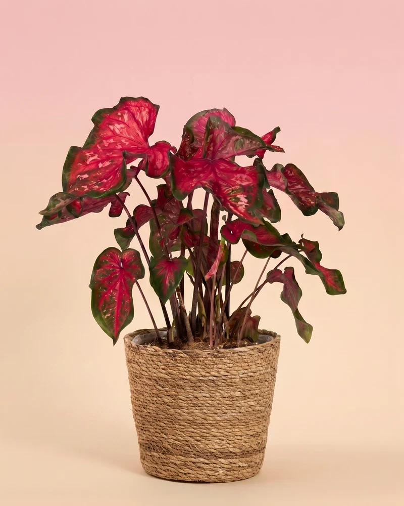 Caladium 'Pink Panther'