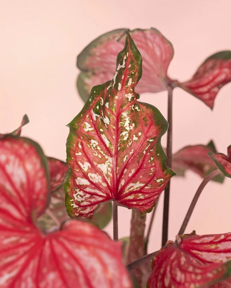 Caladium 'Pink Panther'