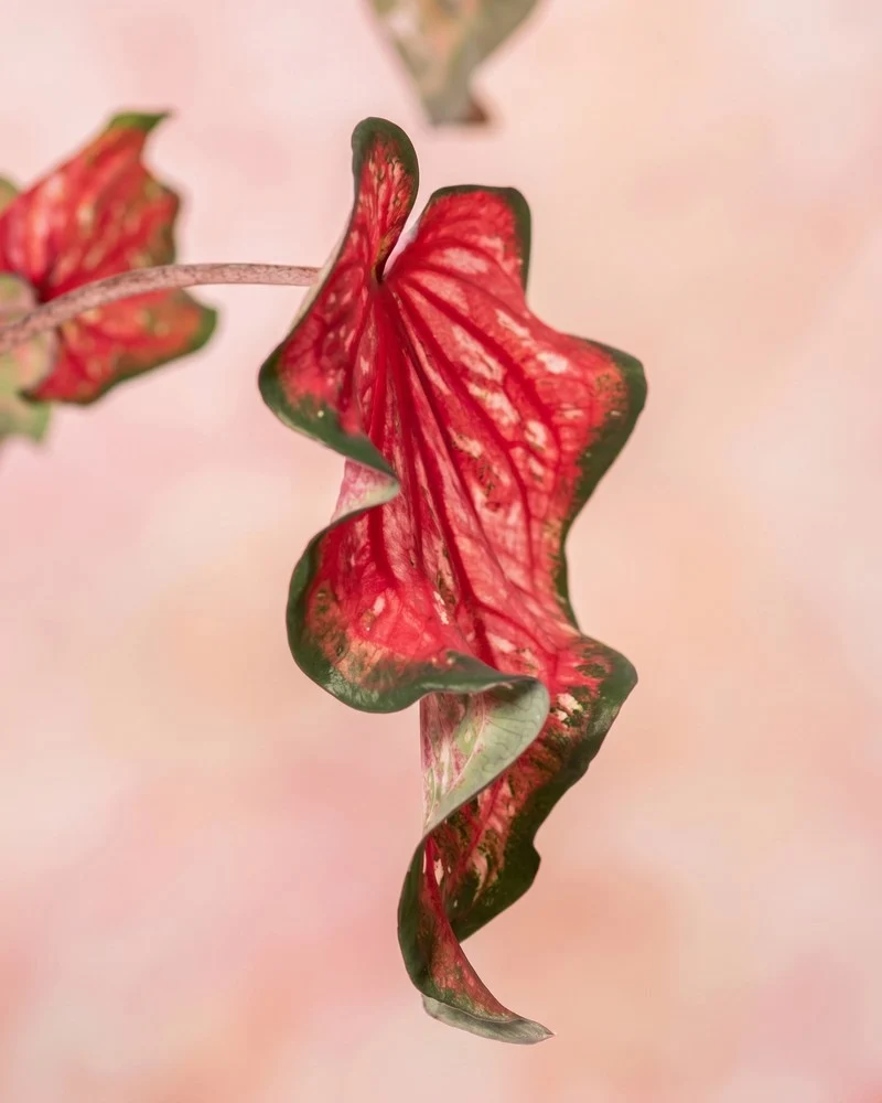 Caladium 'Pink Panther'