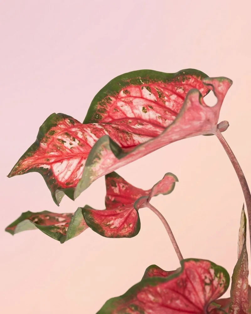 Caladium 'Pink Panther'
