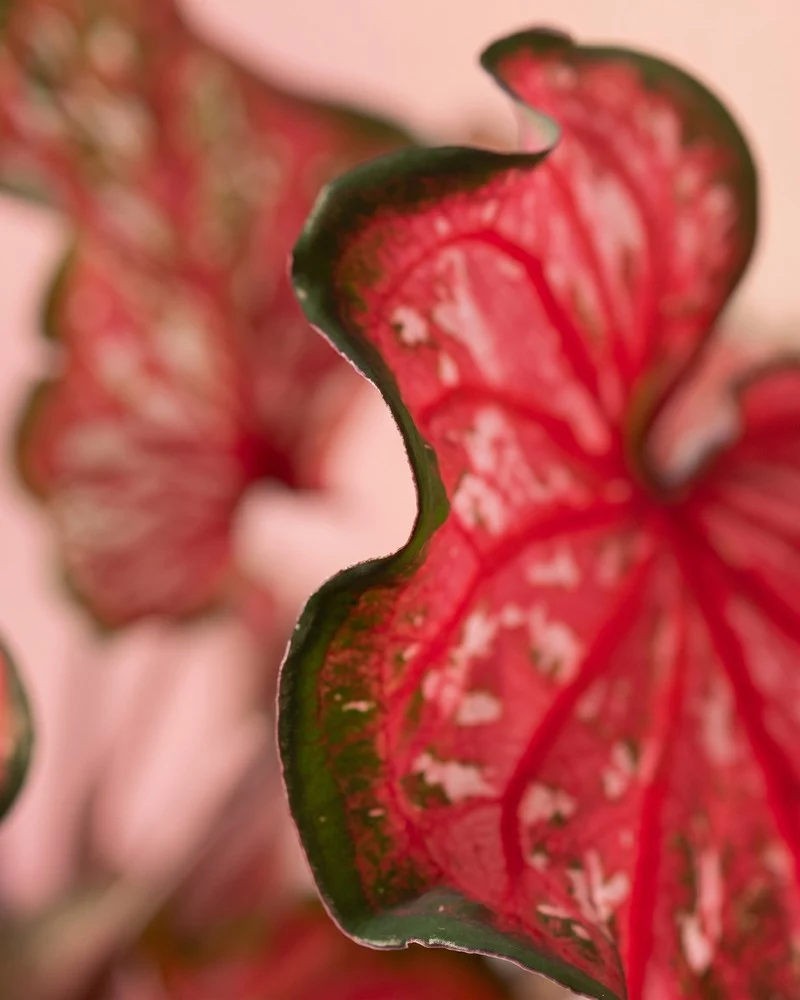 Caladium 'Pink Panther'