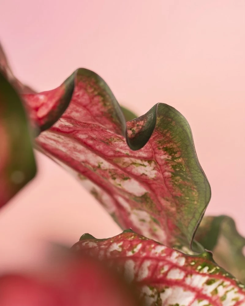 Caladium 'Pink Panther'