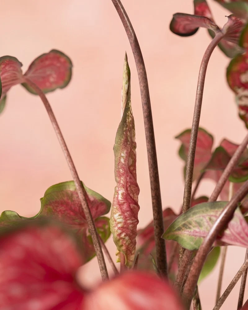 Caladium 'Pink Panther'