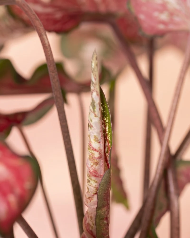 Caladium 'Pink Panther'