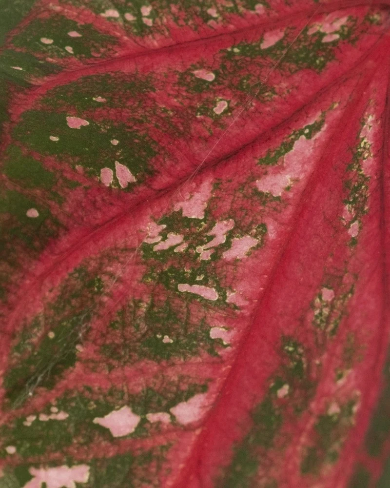 Caladium 'Pink Panther'