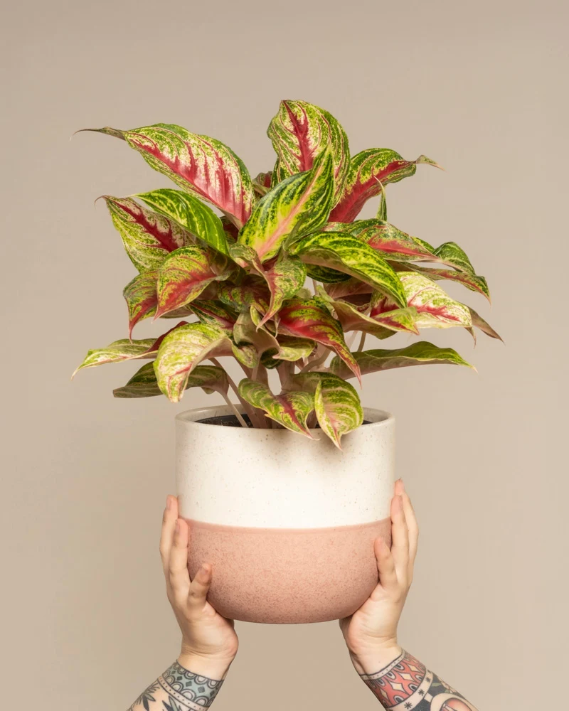 Aglaonema Siam Violet