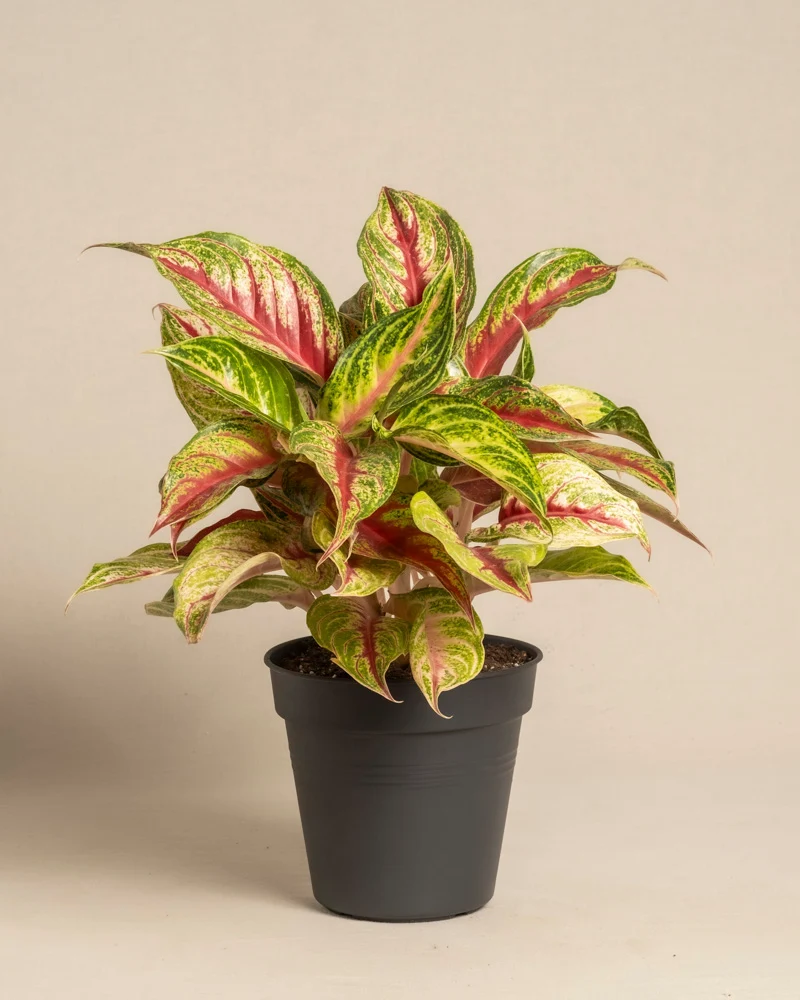 Aglaonema Siam Violet